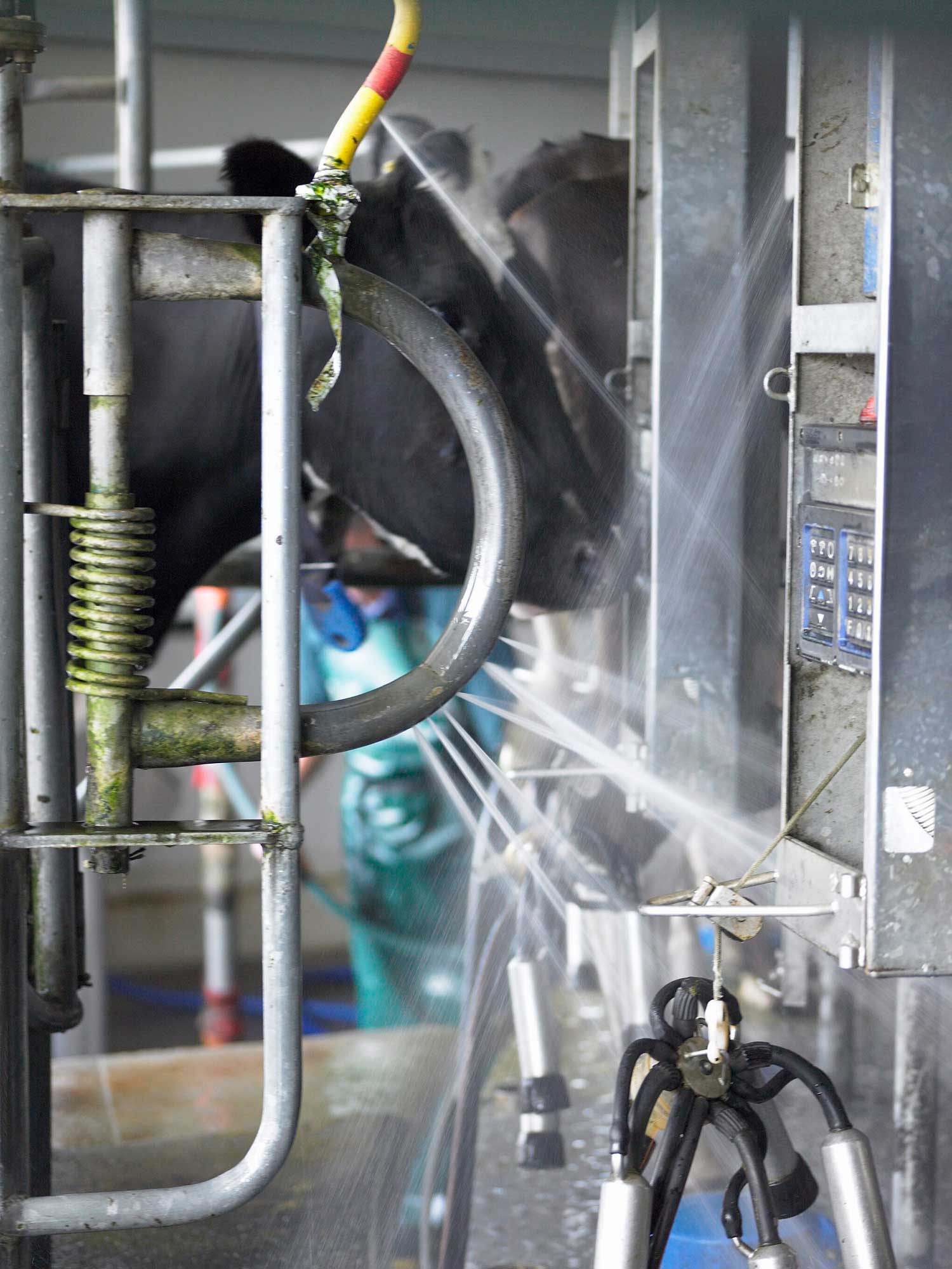 Spray nozzles operating  in milking plant 