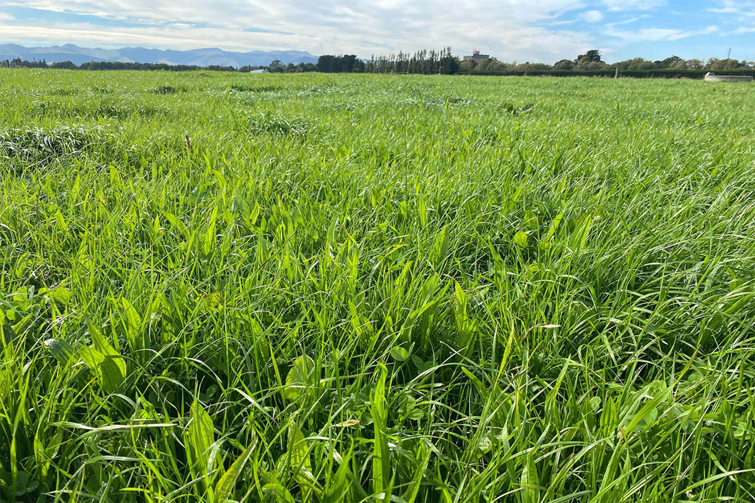 Lincoln Plantain 1500X1000