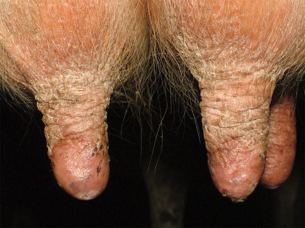 Preparing For Dry Off Udder 1000X750