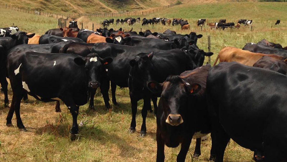 A herd of black cows