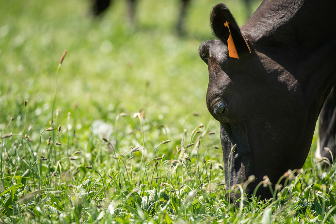 A closeup photo of a black cow grazing on a grassy field