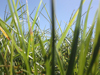 Close up of grass and blue sky