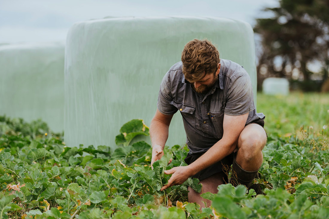 A New Zealand dairy farmer inspecting his winter crop with baled silage in the background