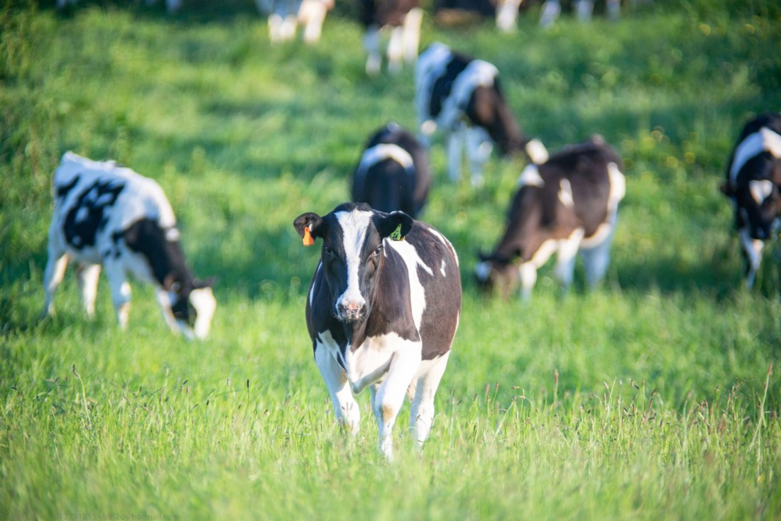 Animal heifers feeding and nutrition image