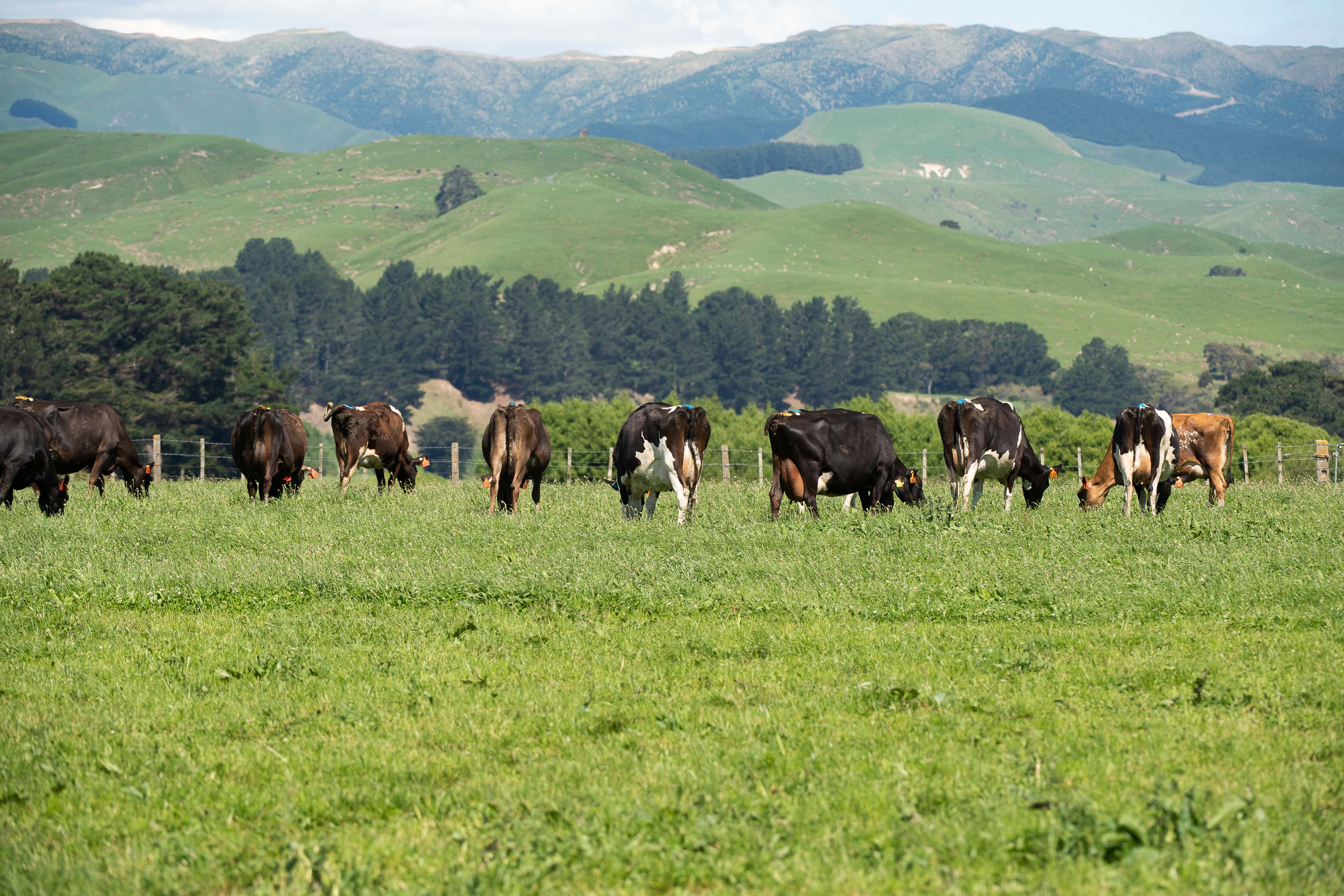 Transition cows | DairyNZ