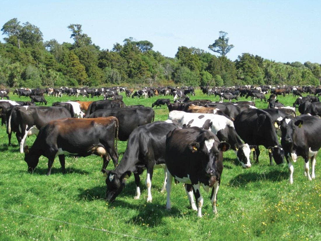 Inside Dairy November 2025 January 2026 Cow Care Helps Set New Zealand Dairy Apart Wearable Technology Image