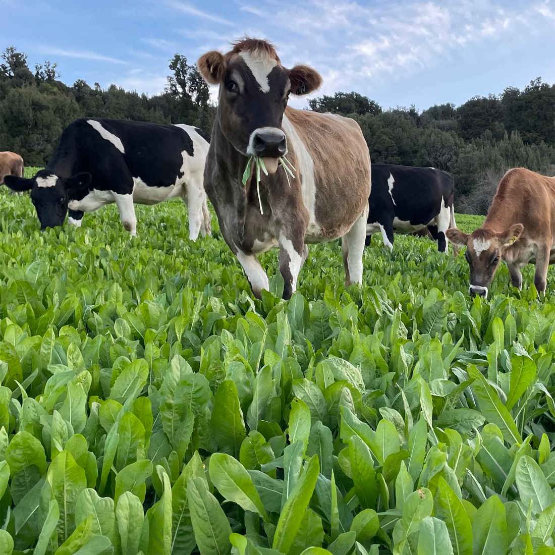 Summer Smarts 2026 Setting Heifers Up 2000Sq
