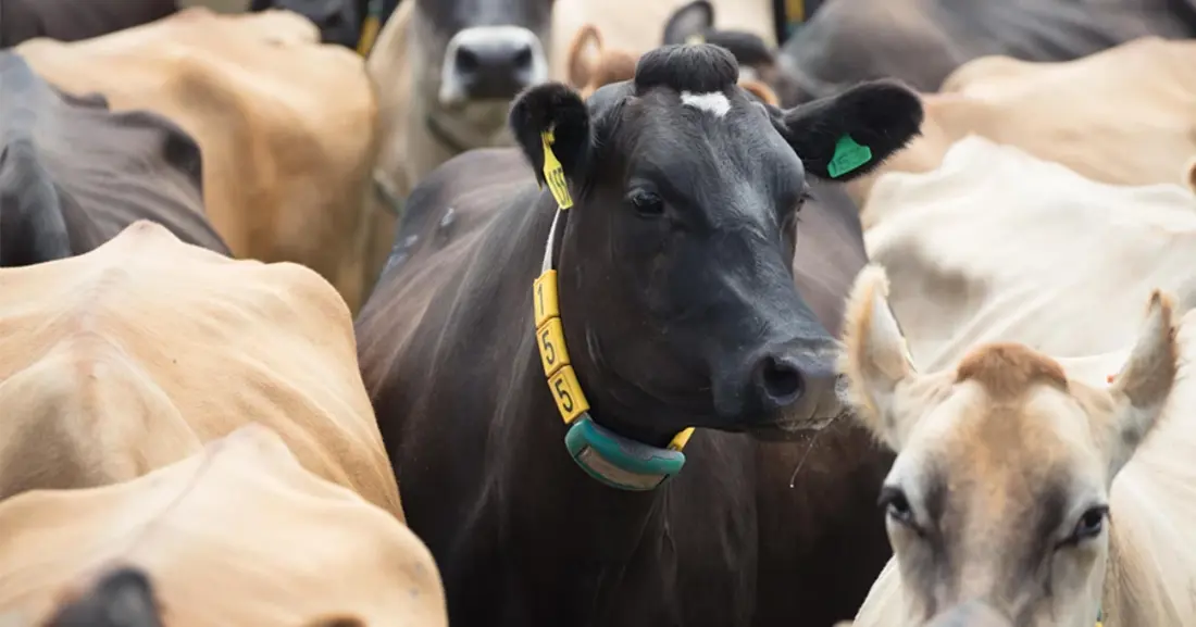 Dairy cows in a yard wearing heat detection technology