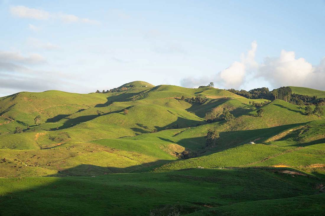 Rolling green hills in New Zealand with some trees on a sunny day