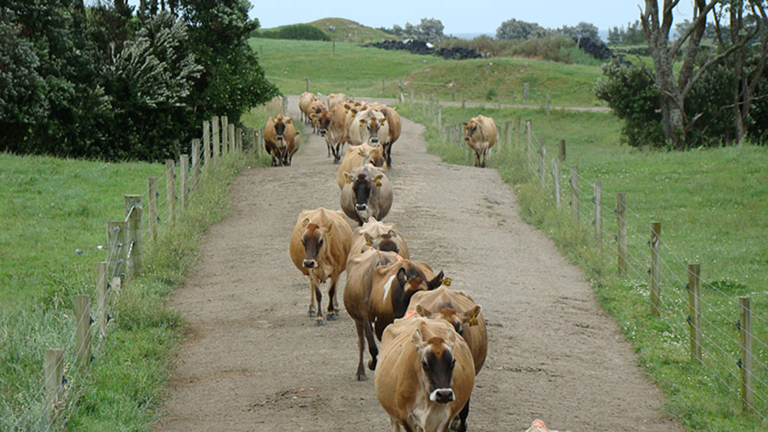 Track Good Surface Camber POD