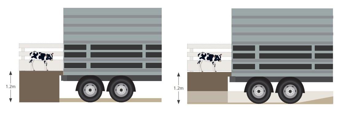 Animal Calves Transporting Bobby Calves Platform Height Image