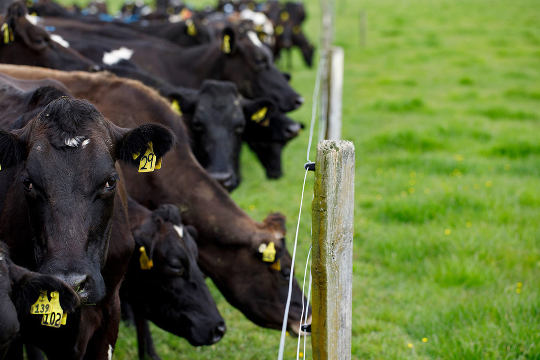 Dairy cows in a New Zealand paddock near a fence