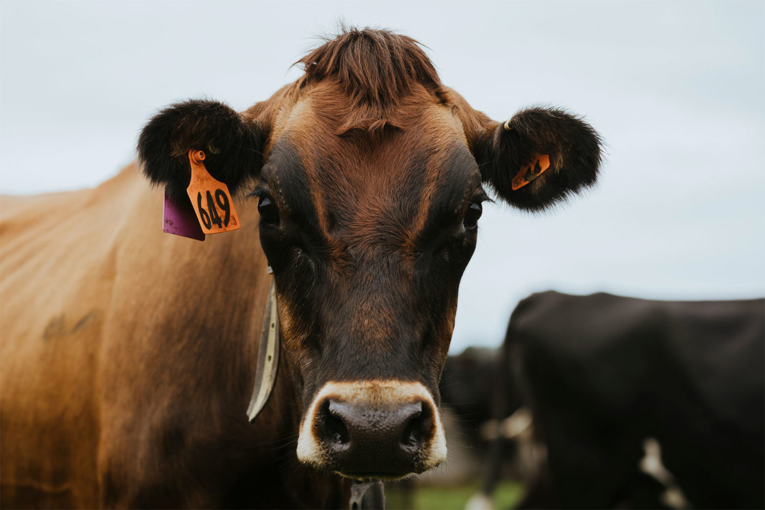 A dairy cow facing front