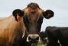 A dairy cow facing front