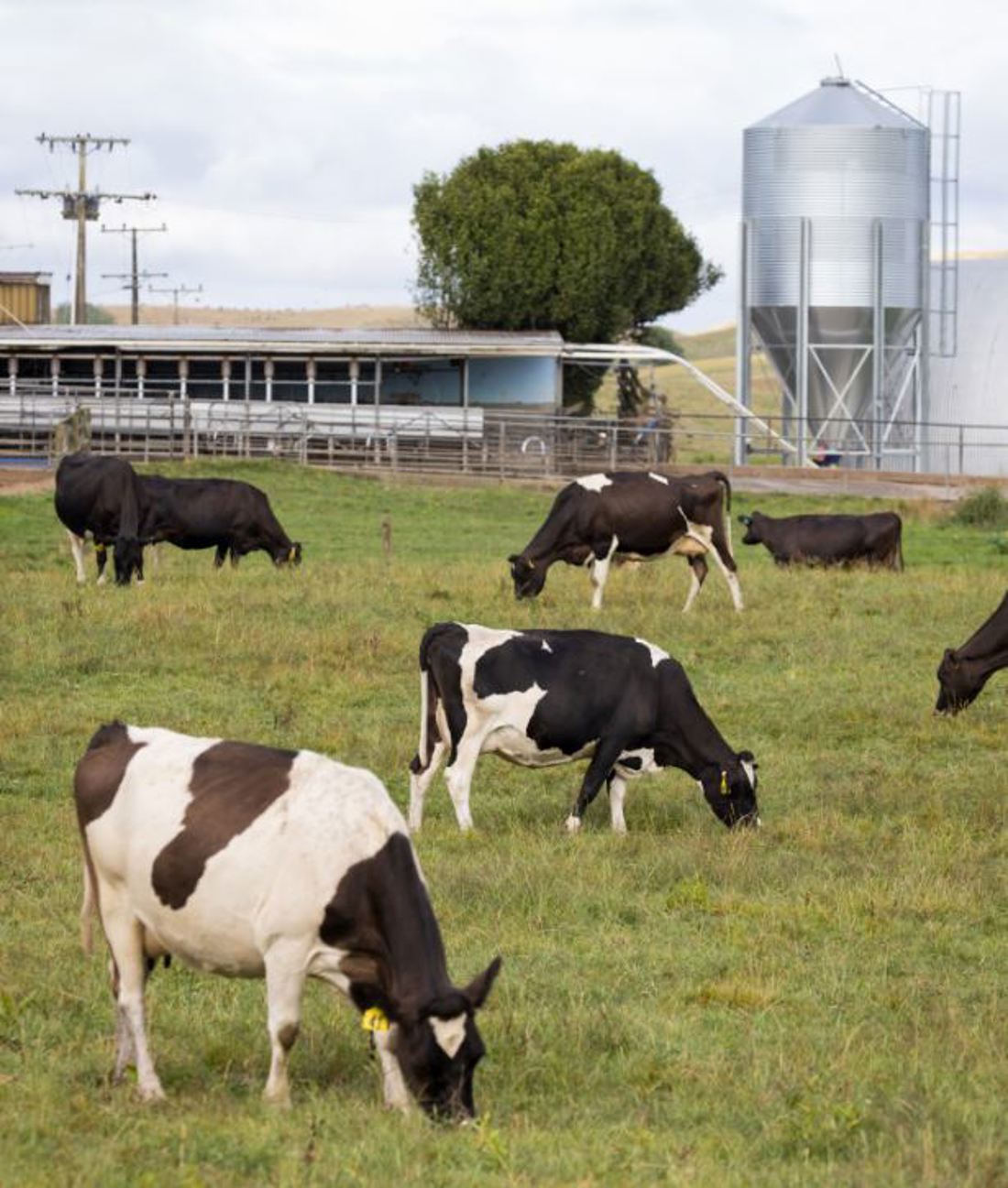 A smart path to farm ownership inside dairy whitaker farm