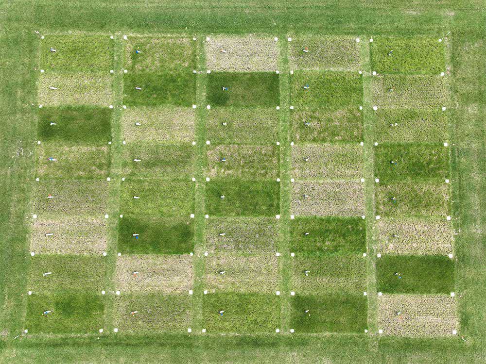 Replicated Plot Study 1000X750
