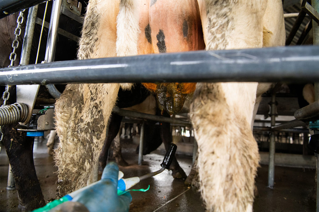 A dairy farmer teat spraying a cows udder after milking.