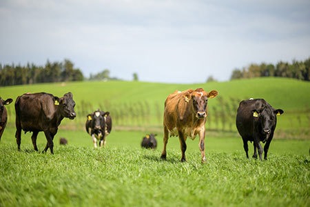 Cows On Pasture Summer Months