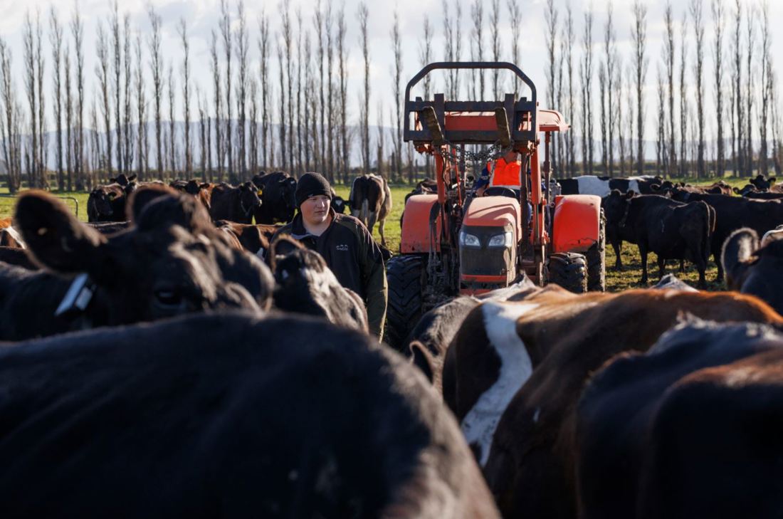 Dairy famers in a paddock with a tractor, feeding a herd of cows