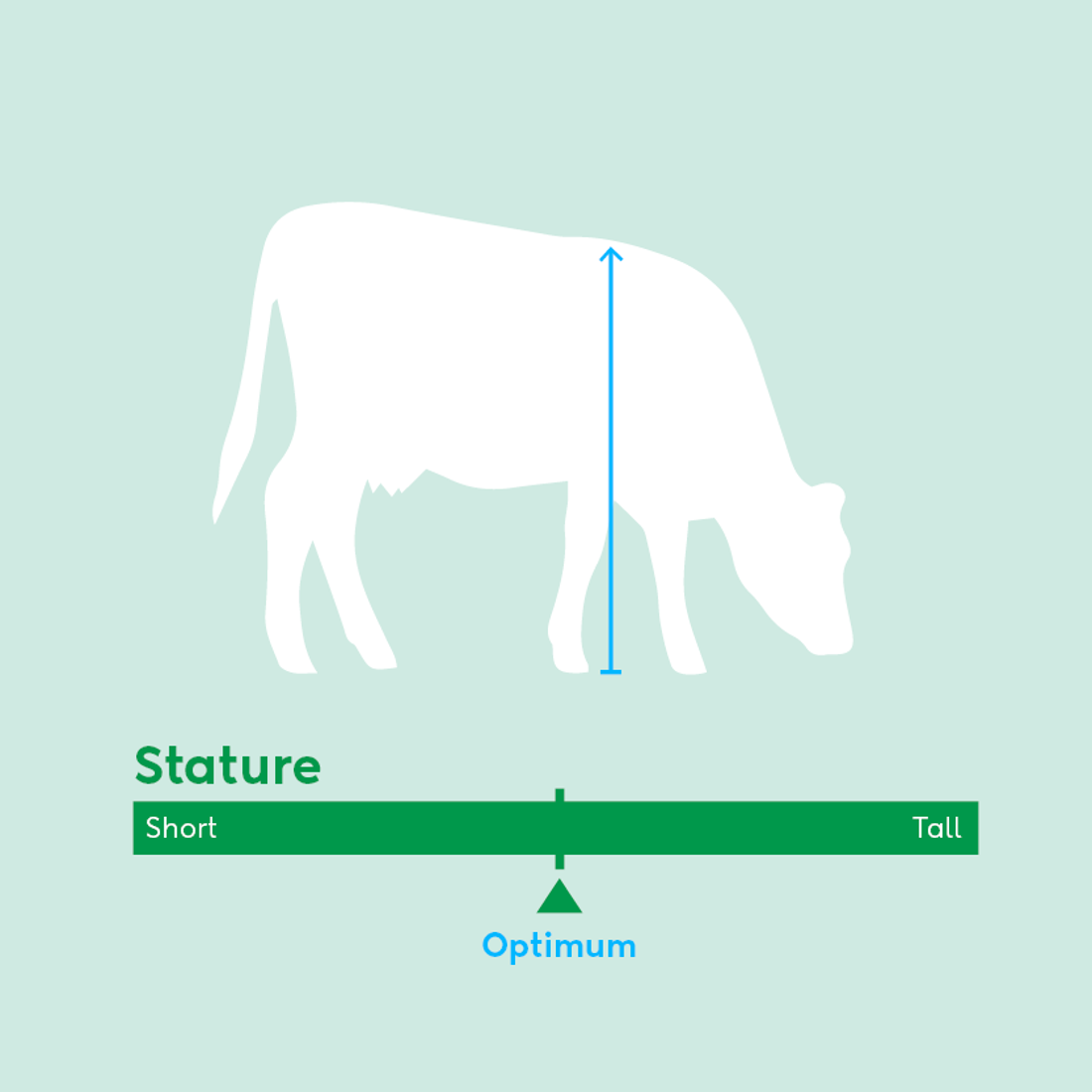 Image showing ideal stature traits for dairy cow breeding values beyond milk production