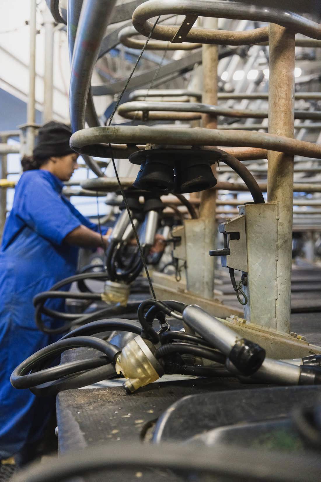 A dairy farmer cleaning milking equipment
