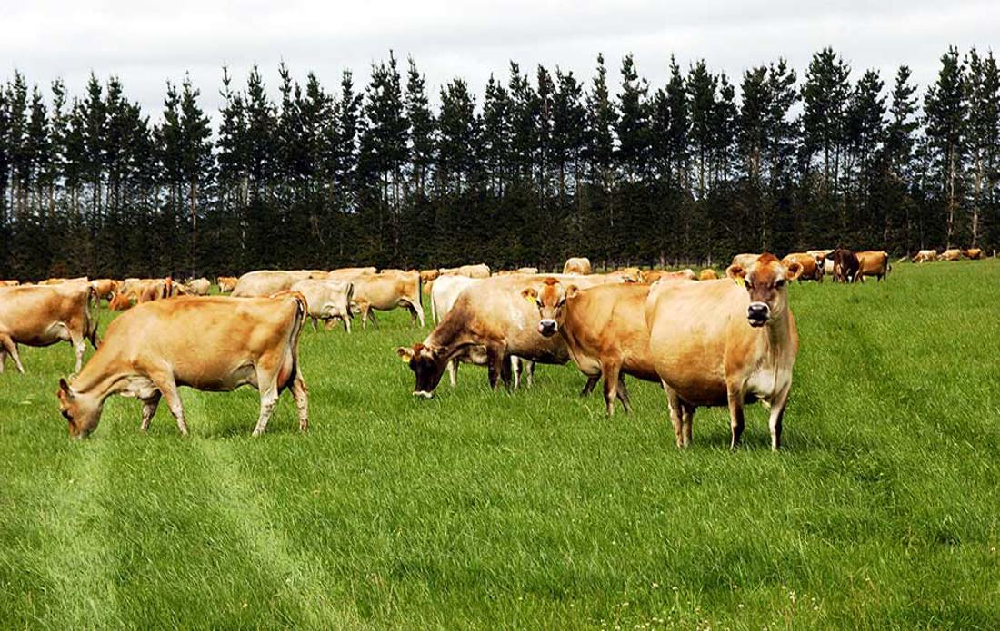 Jersey Cows Grazing 950X600