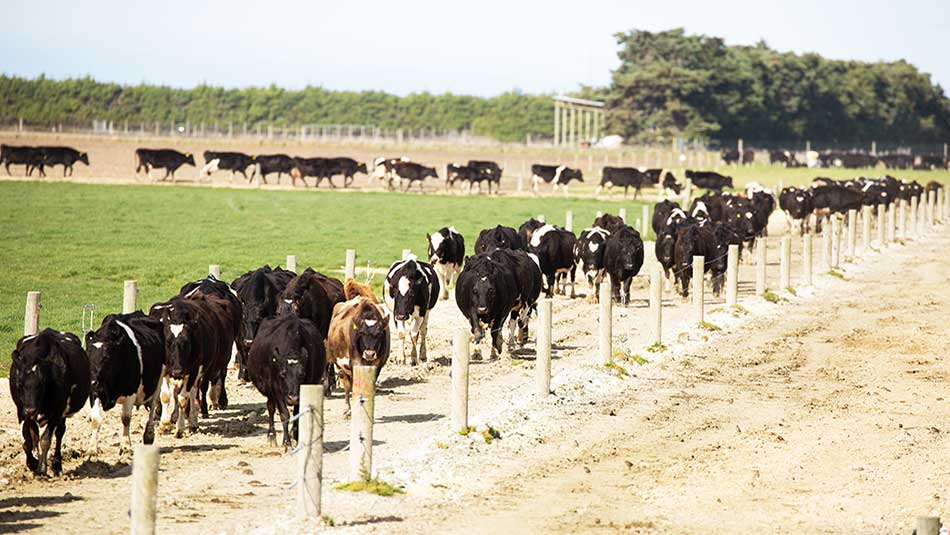 Cows walking to the milking shed