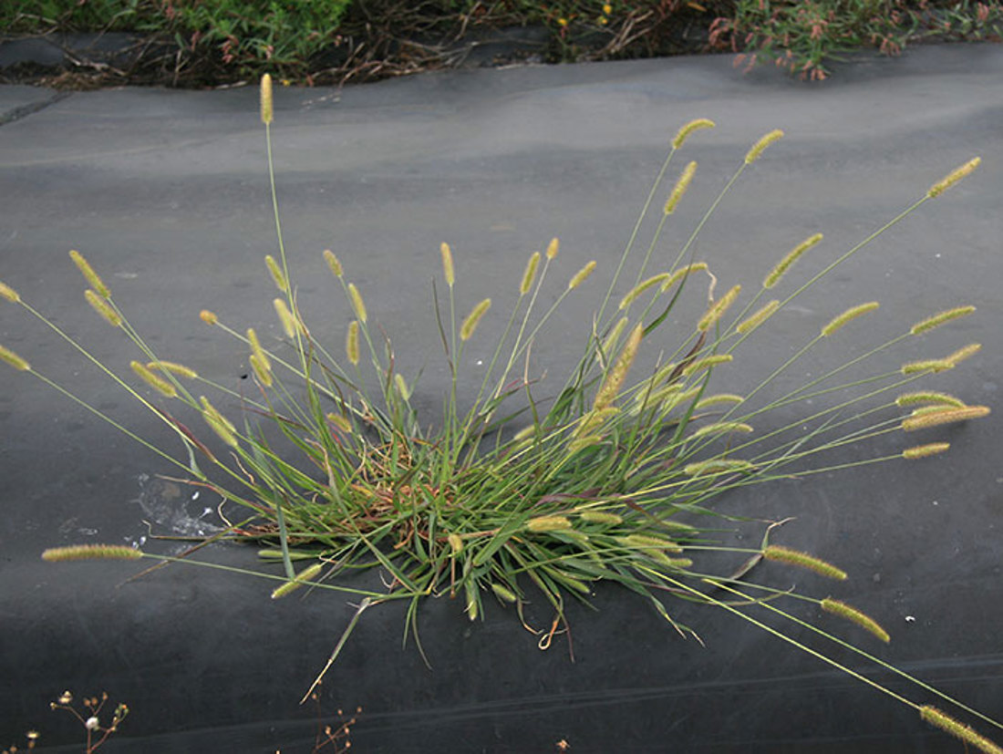 Ybg Mature Seed Heads