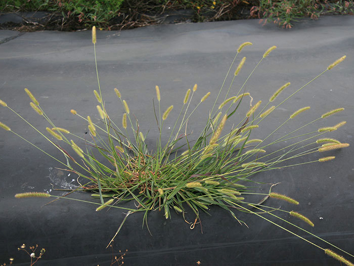 Ybg Mature Seed Heads