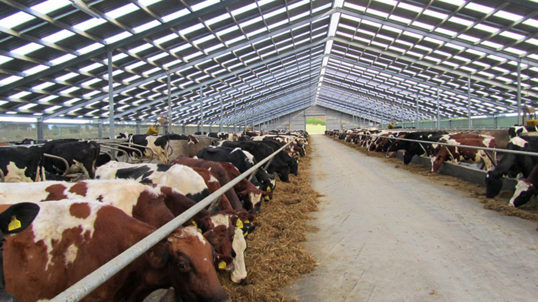 Cattle bunching on dairy farm