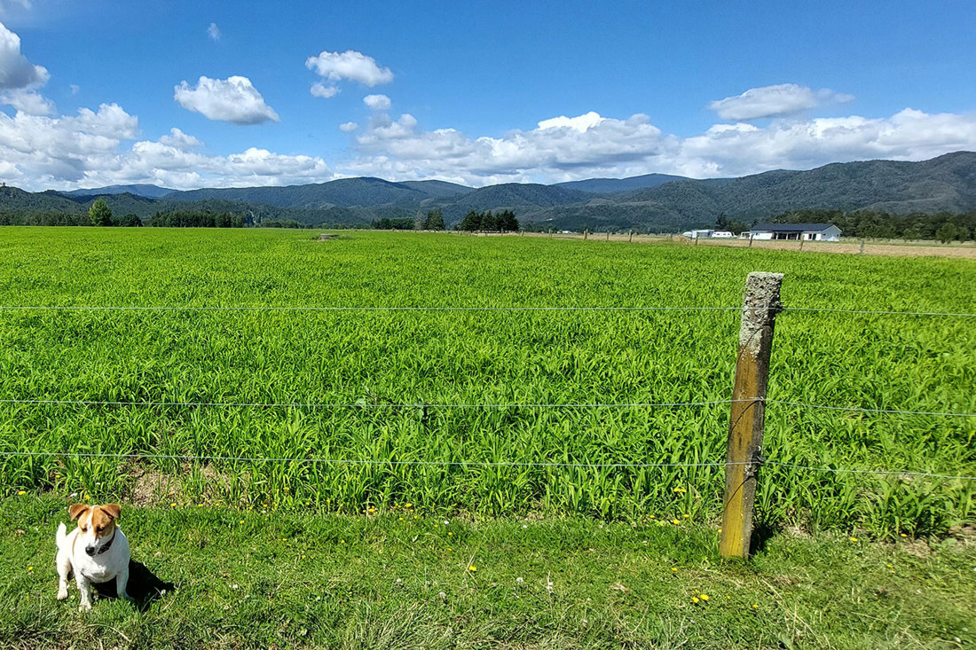 Millet Crop January 2024 1500X1000