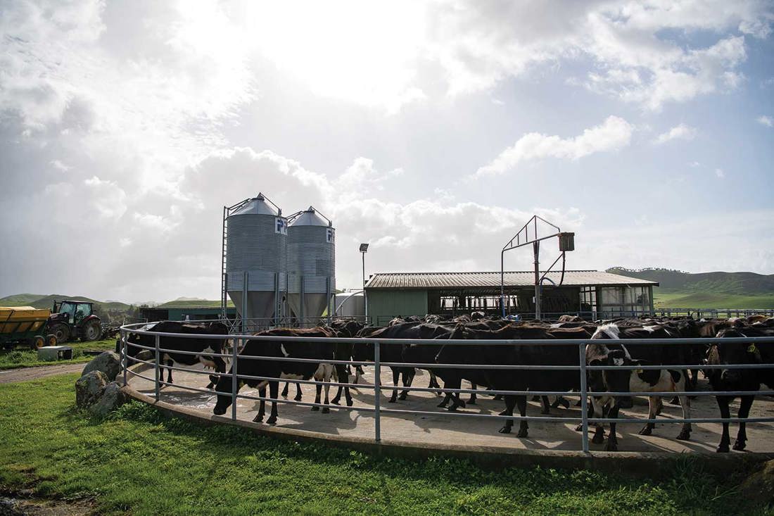 New Zealand dairy cows waiting in the holding yard to go into the farm dairy to be milked.