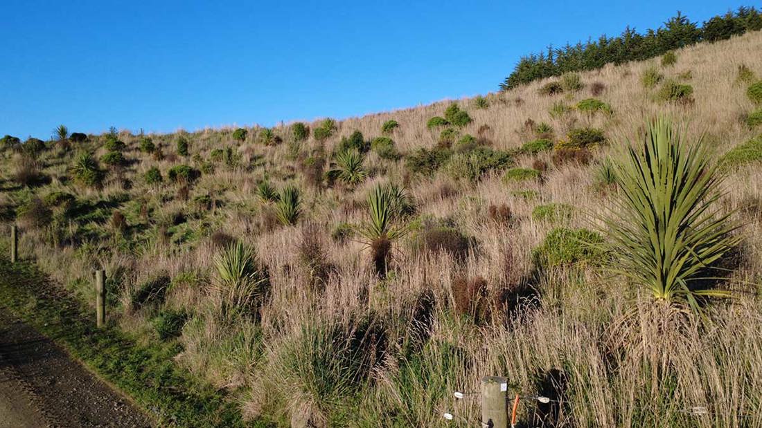 Bodle Emergent Native Planting On Slope1200x675