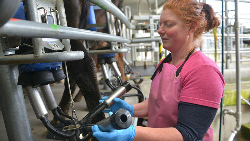 A woman milking from a dairy cow