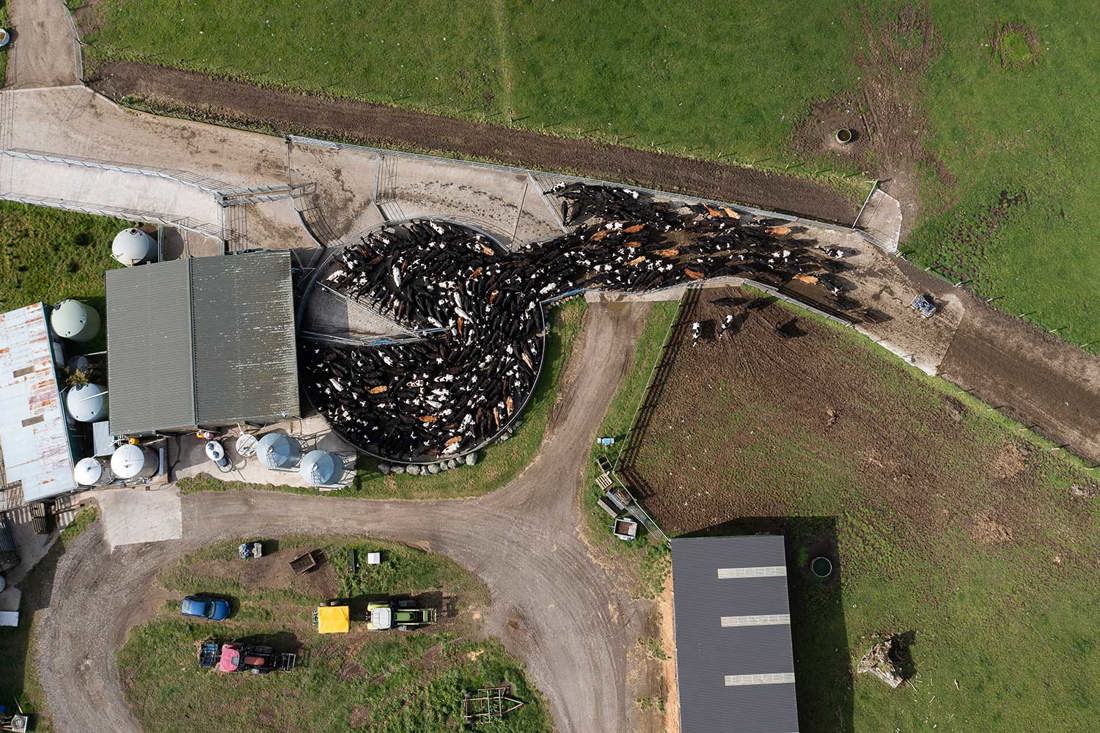 Aerial photo of a dairy farm with cows gathered ready for milking.
