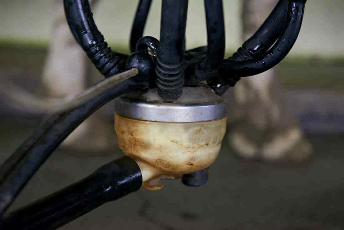 An automated milking machine with milk on it
