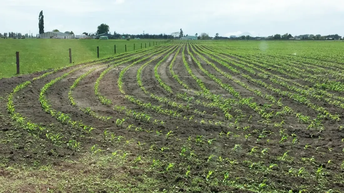 Green Feed Maize Pod