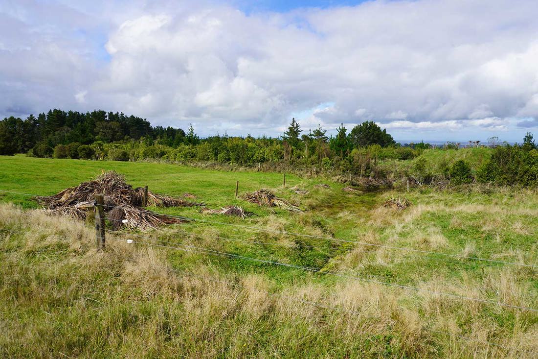 Riparian And Wetland Restoration Taranaki Image3 1500X1000