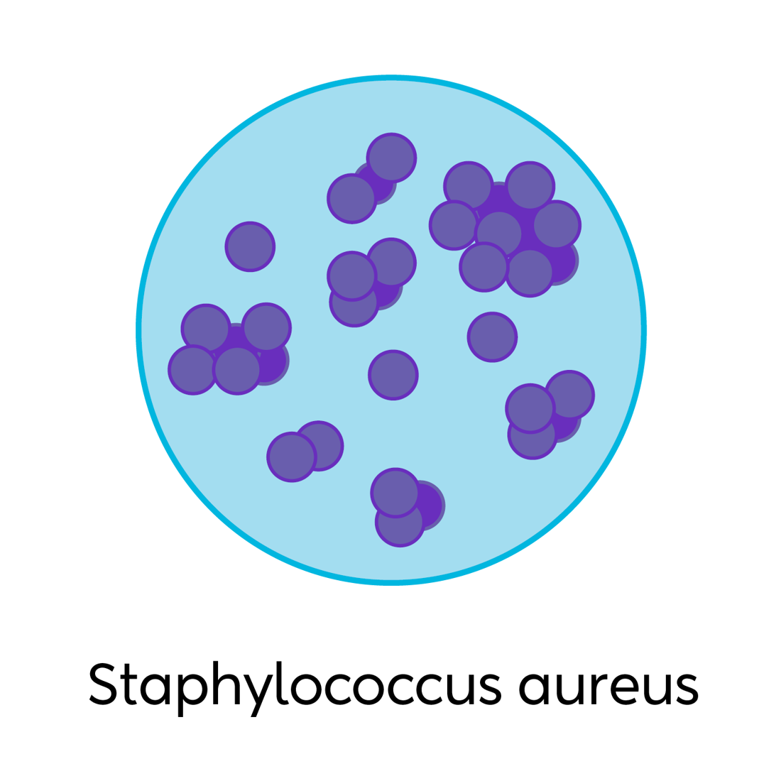 Staph Aureus V2