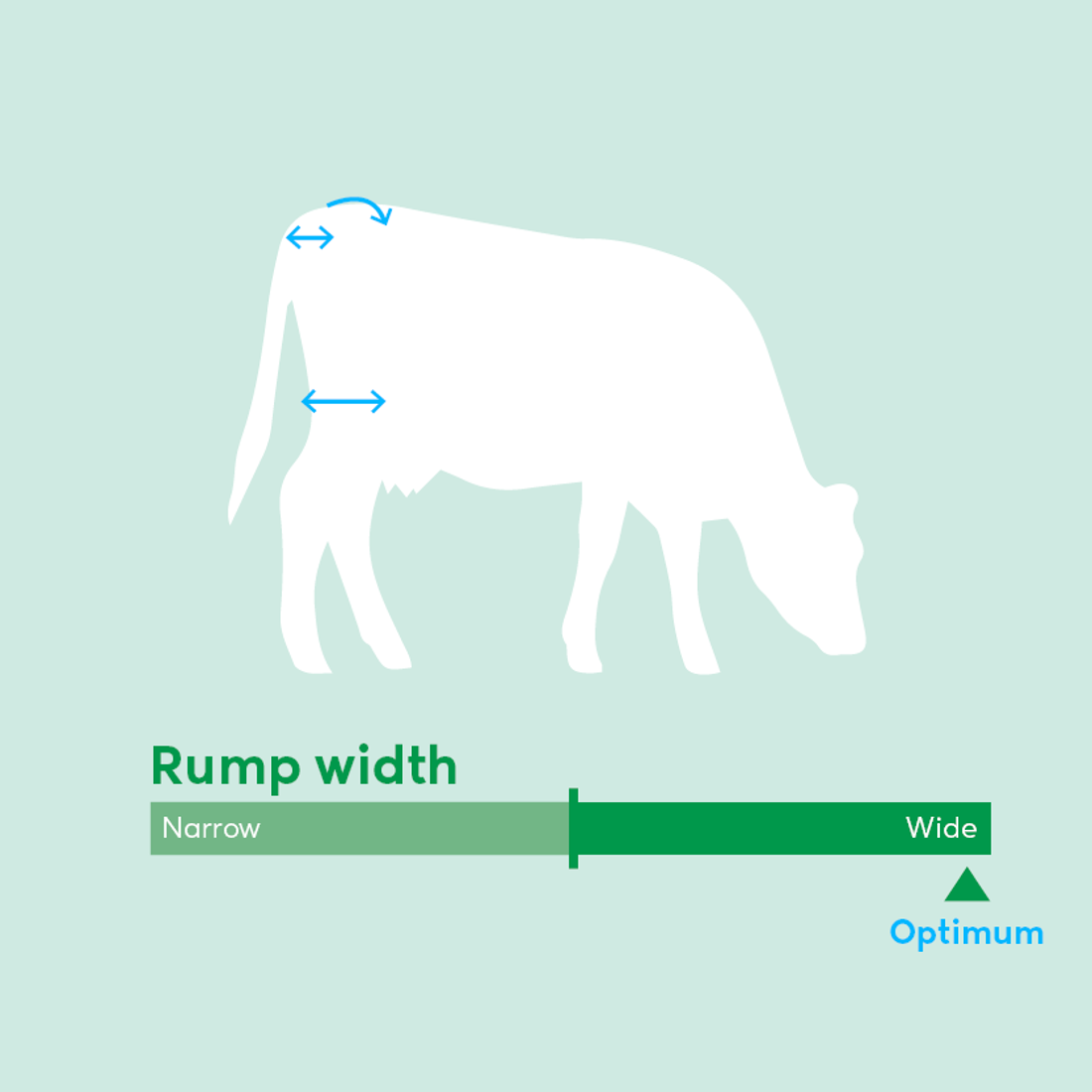 Image showing ideal rump width traits for dairy cow breeding values beyond milk production