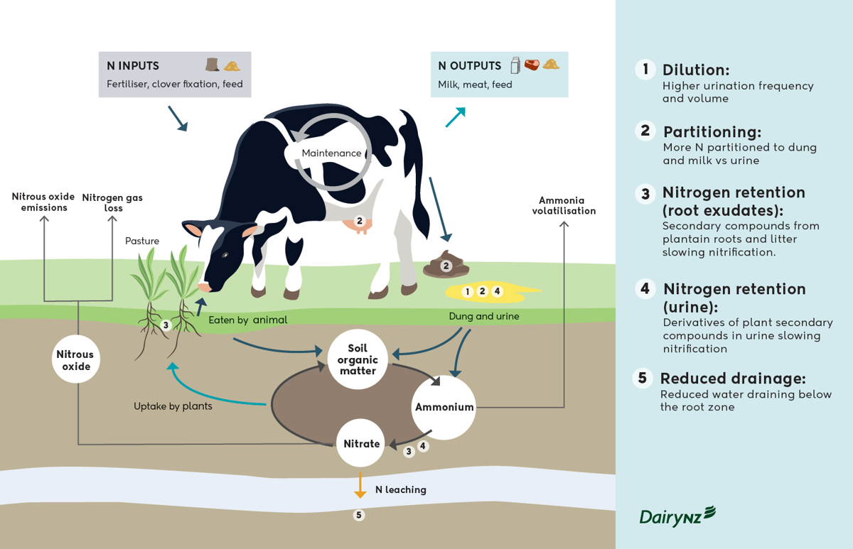 Diagram showing five ways plantain reduces nitrogen leaching.