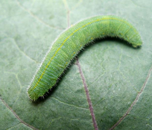 White butterfly caterpillar