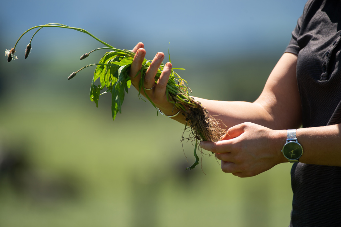 A woman holding a crop with its roots