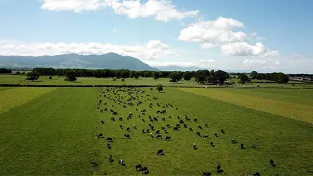 A herd of cows in a grass field