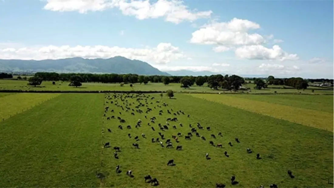 A herd of cows in a grass field