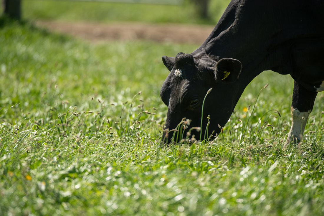 Black cow eating grass