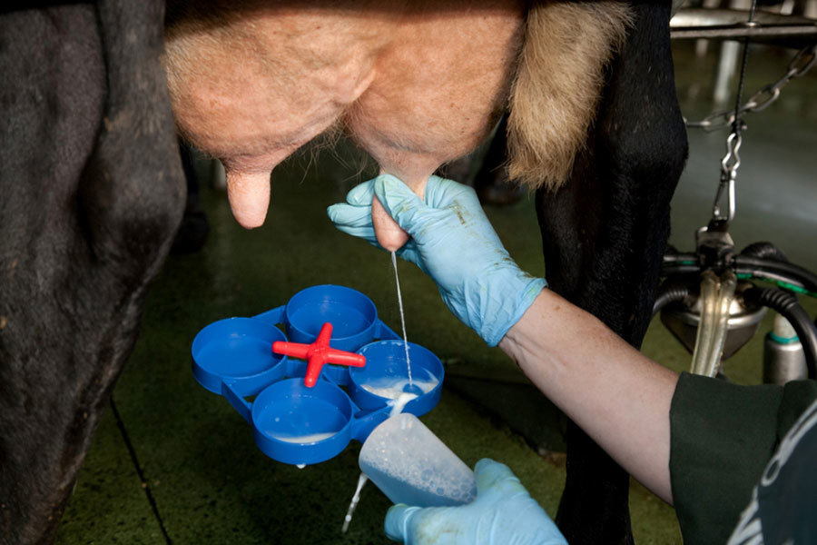 Mastitis Prevent Find Treat Image 3