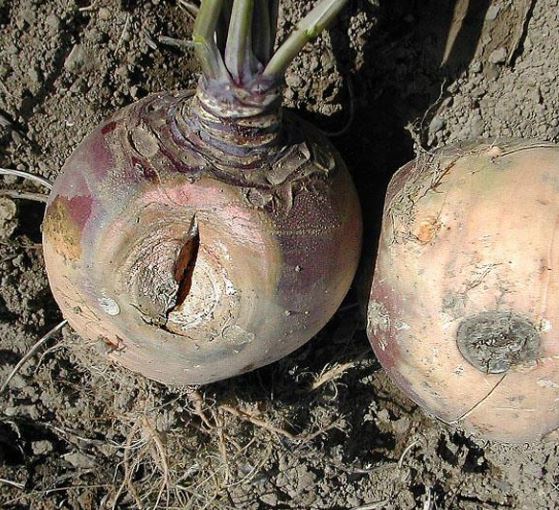 Dry rot in swedes