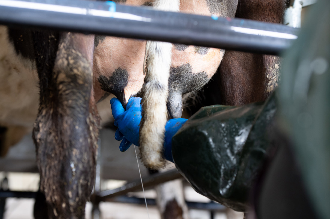 A closeup photo of a farmer's hand in the middle of a milking process