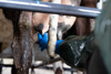 A closeup photo of a farmer's hand in the middle of a milking process